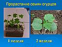 1 неделя