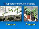 Прорастание семени