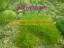 Мир растений