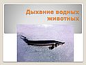 Дыхание водных животных