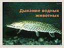 Дыхание водных животных