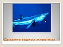 Дыхание водных животных