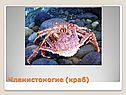 Членистоногие (краб)