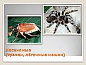 Насекомые (трахеи, лёгочные мешки)