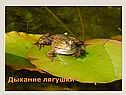 Процесс дыхания у животных