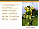 Регулярное скашивание травы в середине лета привело к образованию двух
