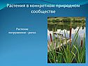 Растения в конкретном природном сообществе