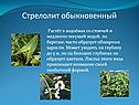 Стрелолит обыкновенный
