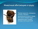 Животные