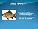 Карась золотистый