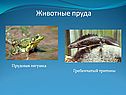Животные пруда