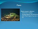 Раки
