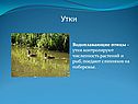 Утки