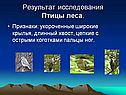 Птицы 7 класс