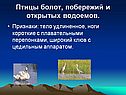 Птицы болот, побережий и открытых водоемов