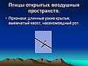 Птицы открытых воздушных пространств