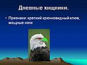 Дневные хищники