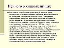 Немного о хищных птицах