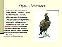 Орлан - белохвост