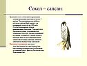 Сокол – сапсан