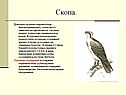 Скопа