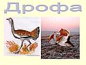 Дрофа