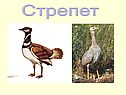 Стрепет