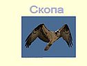 Скопа