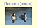 Поганка