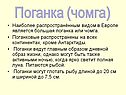 Поганковые распространены на всех континентах