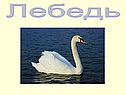 Птицы Красной книги