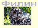 Филин