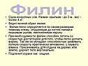 Филин легко определяется по своим размерам