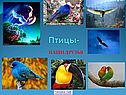 Птицы в природе