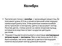 Колибри
