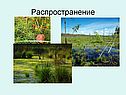 Растение мох