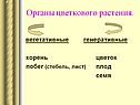 Органы цветкового растения