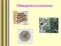 Минеральное питание