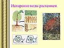 Испарение воды растением