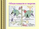 Обмен веществ и энергии