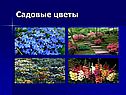 Садовые цветы