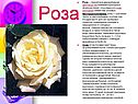 Роза — принятое в декоративном цветоводстве название культурных форм растений, относящихся к роду Шиповник