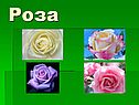 Роза