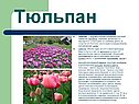 Растения для сада