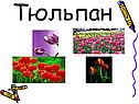 Тюльпан