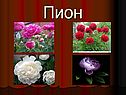 Пион
