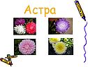 Астра
