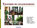 Растения на подоконнике