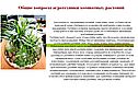 Общие вопросы агротехники комнатных растений