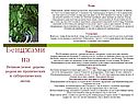 Фикус Бенджамина